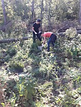 Наш лес. Посади своё дерево.